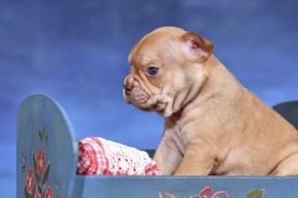 Choco Red French Bulldog dog puppy in bed in front of blue background