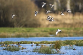 Black-tailed Godwit, Limosa limosa, birds in flight over marshes