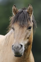 Dülmen wild horse, portrait, Merfelder Bruch, Dülmen, North Rhine-Westphalia, Germany, Europe