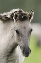 Dülmen wild horse, foal, portrait, Merfelder Bruch, Dülmen, North Rhine-Westphalia, Germany, Europe