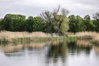 Unregulated natural course of the Spree, Mönchwinkel, 16 05 2023