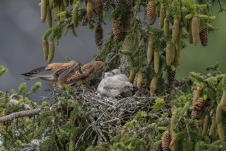 Common kestrel (Falco tinnunculus), female and male adult birds simultaneously bringing mice to the