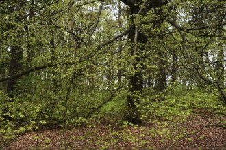 NL, Eesergroen: Spring shapes the landscape, cities and people in the province of Drenthe in the