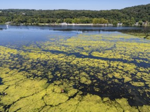 Waterweed, Elodea, an invasive species, green carpet of plants on Lake Baldeney in Essen, the