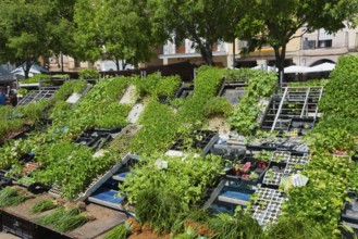 Plant display at a municipal market with outdoor stalls under trees on a sunny day, Plaza Mayor,