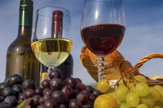 Symbolic image: Ripe grapes decorated with wine glasses on a wooden table