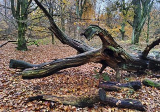 Fallen, dead tree trunk, Sababurg primeval forest in autumn, nature reserve, Reinhardswald estate,