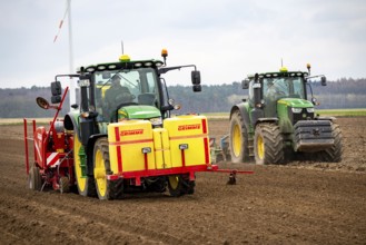 Early potatoes are placed in the soil of the field with a planting machine, Agriculture, Spring