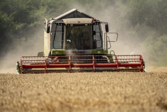 Agriculture, grain harvest, wheat, combine harvester harvesting in a wheat field, near