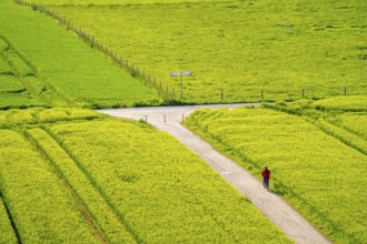 Cereal fields in spring, still green and fresh in growth, field path, cyclist, North