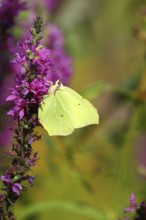 Brimstone (Gonepteryx rhamni) feeding on a flower of purple loosestrife (Lythrum salicaria),