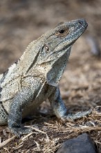 Black spiny-tailed iguana (Ctenosaura similis), adult female, Carara National Park, Tarcoles,