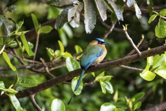 Blue-crowned motmot (Momotus lessonii), sitting on a branch, Monteverde Cloud Forest, Monte Verde,