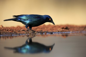 Red-shouldered Glossy Starling (Lamprotornis nitens), adult, at the water, alert, Kruger National