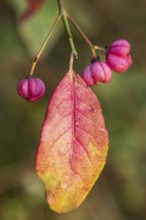 European spindle bush (Euonymus europaeus), Emsland, Lower Saxony, Germany, Europe