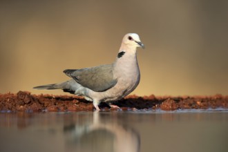 Red-eyed dove (Streptopelia semitorquata), Red-eyed Dove adult, at the water, Kruger National Park,