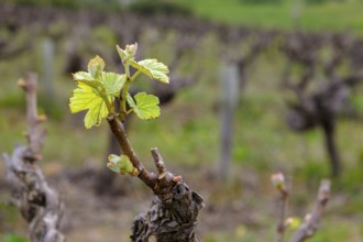 Vine leaf, wine, vineyard, vines, Kleine Zalze Wine Estate, Stellenbosch, Western Cape, South