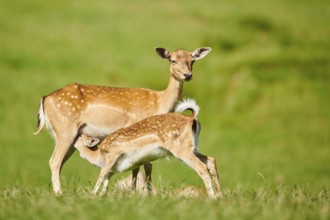 European fallow deer (Dama dama) mother (hind) with her youngster (fawn) on a meadow, Kitzbühel,