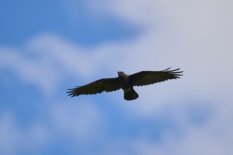 Carrion crow (Corvus corone) flying in front of the sky, Kitzbühel, Tirol, Austria, Europe