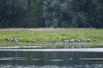 European crane (Grus grus), Lower Saxony, Germany, Europe