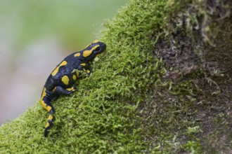 Fire salamander (Salamandra salamandra), Lower Saxony, Germany, Europe