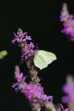 Brimstone (Gonepteryx rhamni) feeding on a flower of purple loosestrife (Lythrum salicaria), black