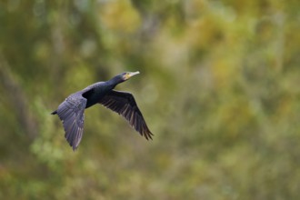 Great cormorant (Phalacrocorax carbo) in flight, Lower Saxony, Germany, Europe