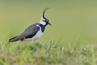 Northern lapwing (Vanellus vanellus), Lower Saxony, Germany, Europe