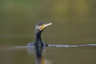 Great cormorant (Phalacrocorax carbo), Lower Saxony, Germany, Europe