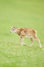 European mouflon (Ovis aries musimon) running standing on a meadow, tirol, Kitzbühel, Wildpark