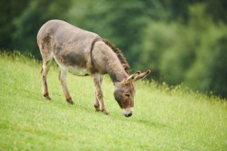 Donkey (Equus africanus asinus) standing on a meadow, tirol, Kitzbühel, Wildpark Aurach, Austria,