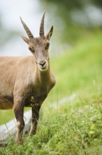 Alpine ibex (Capra ibex) female, portrait, wildlife Park Aurach near Kitzbuehl, Austria, Europe