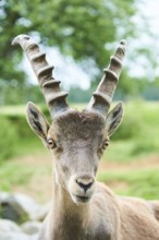 Alpine ibex (Capra ibex) male, portrait, wildlife Park Aurach near Kitzbuehl, Austria, Europe