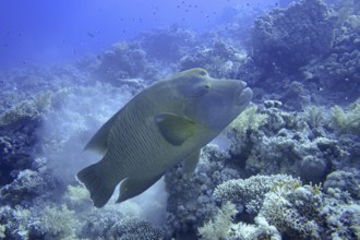 Napoleon wrasse (Cheilinus undulatus) against the light. Dive site Ras Mohammed National Park,