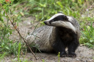 A badger sits on a path in a green forest landscape with dense vegetation, european badger (Meles