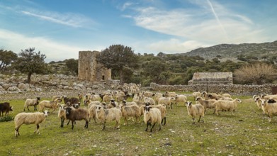 Flock of sheep grazing in a meadow, with ruin and blue sky in the background, sheep (e) or goat