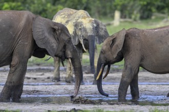 African forest elephants (Loxodonta cyclotis) in the Dzanga Bai forest clearing, Dzanga-Ndoki