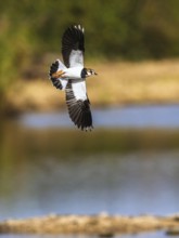 Northern Lapwing, Vanellus vanellus in a flight over autumn marshes