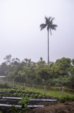 Quindio wax palm (ceroxylon quindiuense), Cocora Valley, Salento, Quindio, Colombia, South America