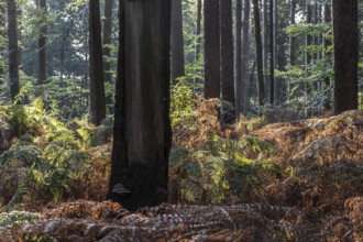 Bracken fern (Pteridium aquilinum) in spruce forest, Emsland, Lower Saxony, Germany, Europe