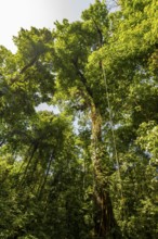 Tall trees in dense vegetation in the tropical rainforest, Corcovado National Park, Osa, Puntarena