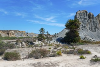 An arid desert landscape with mountains and scattered palm trees under a blue sky, Oasis de