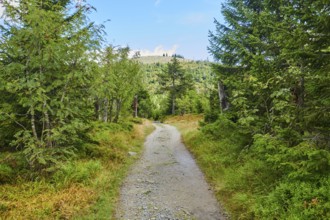 Hiking trail to Mount Lusen in late summer, Bavarian Forest, Bavaria, Germany, Europe