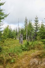 Vegetation with Norway spruce (Picea abies) and colored European blueberry (Vaccinium myrtillus) on