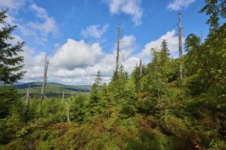 Vegetation with Norway spruce (Picea abies) and colored European blueberry (Vaccinium myrtillus) on