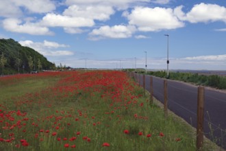 A long cycle path next to a large field of poppies in bloom on a sunny day under a blue sky with