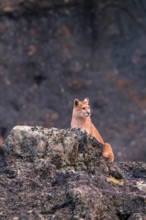 Cougar (Felis concolor patagonica) wbl. Torres del Paine NP, Chile, Torres del Paine NP, South