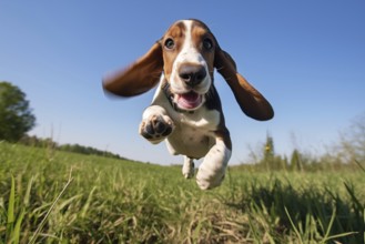 A close-up shot of a playful Basset Hound puppy with floppy ears, running, jumping, and exploring