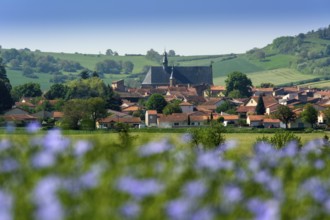 Flax (Linum usitatissimum) field in flower. Vic le Comte village. Puy de Dome departement.