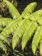 Bright green fern leaves in a botanical garden.Malaysia